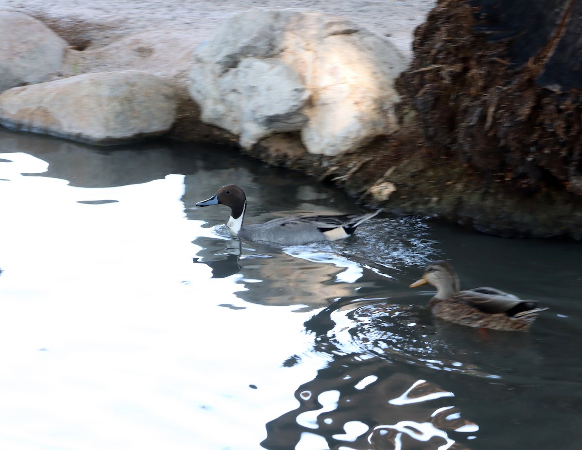 Northern Pintail - ML642838726