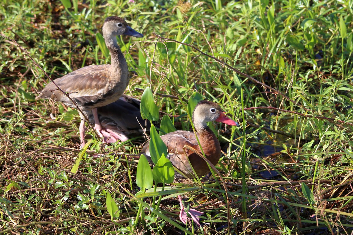 Black-bellied Whistling-Duck - ML642838727