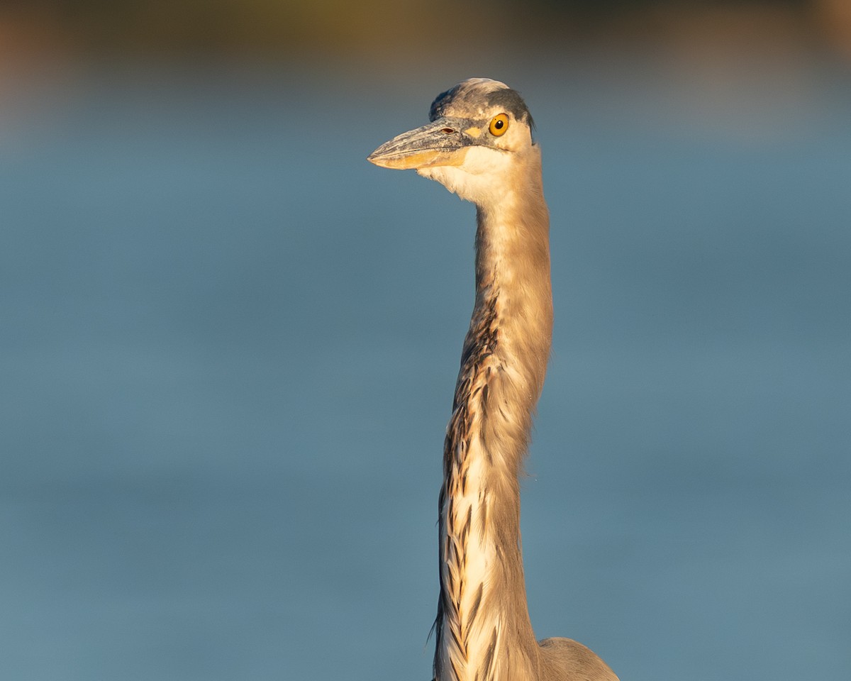 Great Blue Heron - ML642838728
