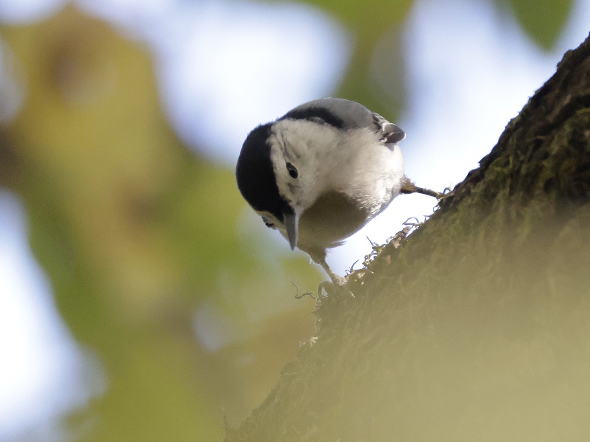 White-breasted Nuthatch - ML642838729