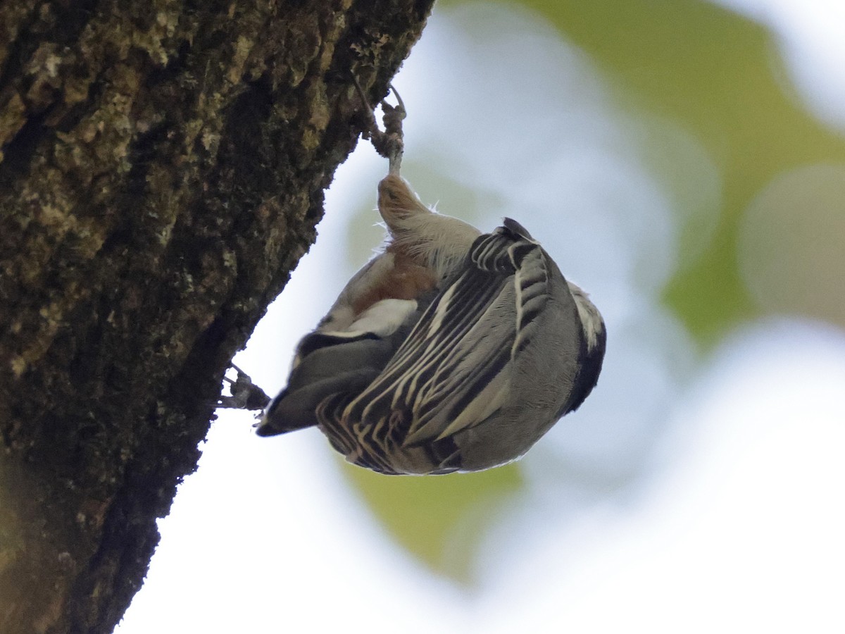 White-breasted Nuthatch - ML642838730