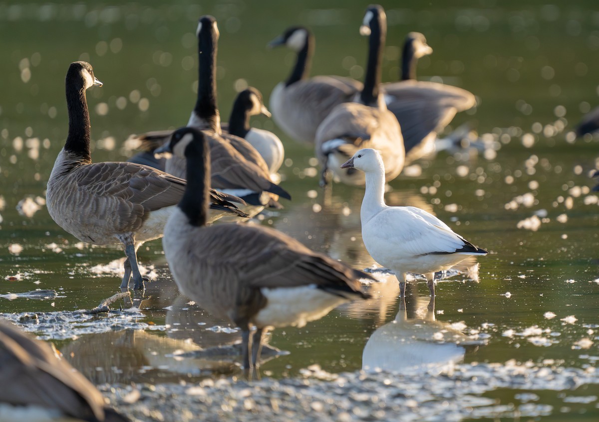 Ross's Goose - ML642838732
