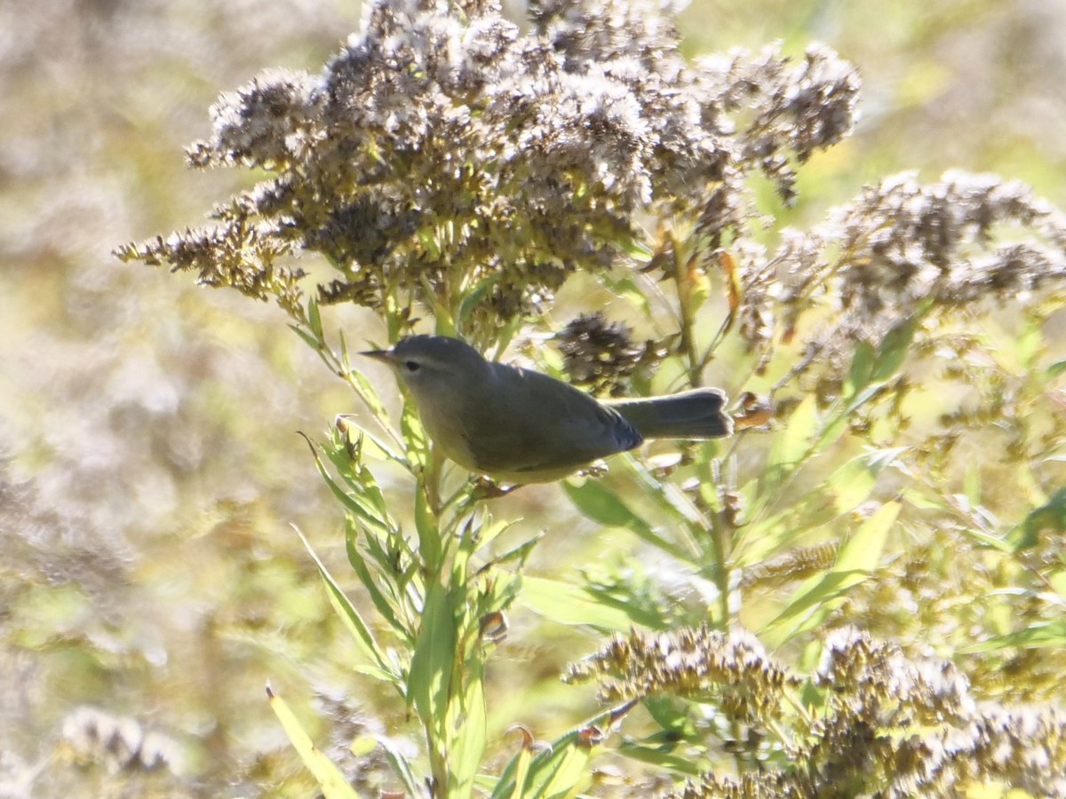 サメズアカアメリカムシクイ（celata／orestera） - ML642838733
