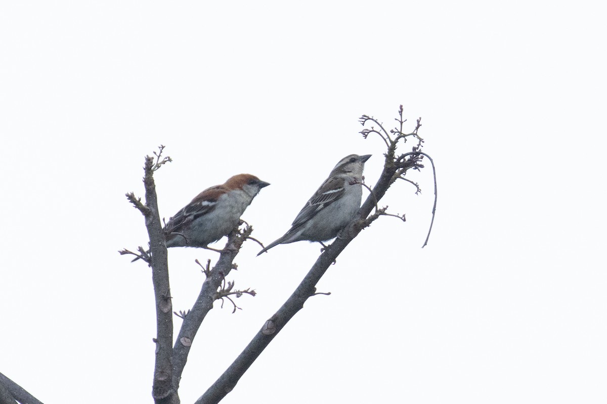 Russet Sparrow - ML642838735
