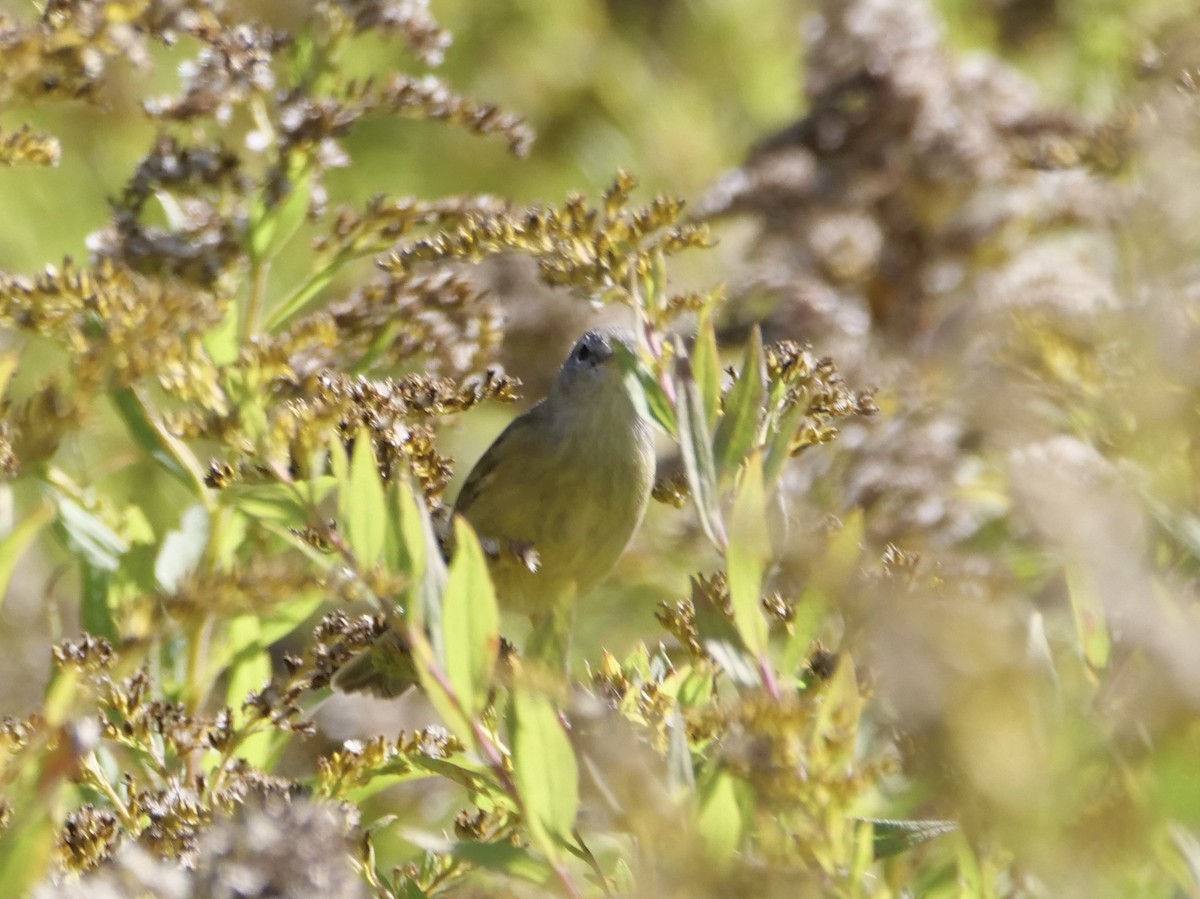 サメズアカアメリカムシクイ（celata／orestera） - ML642838736