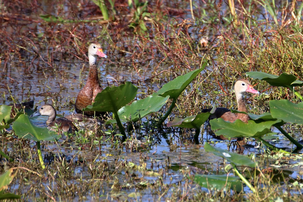 Black-bellied Whistling-Duck - ML642838749