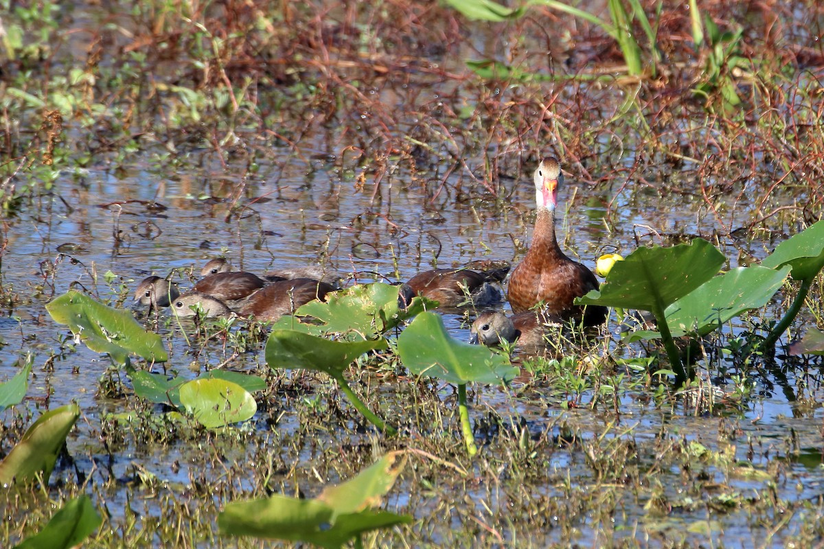 Black-bellied Whistling-Duck - ML642838751