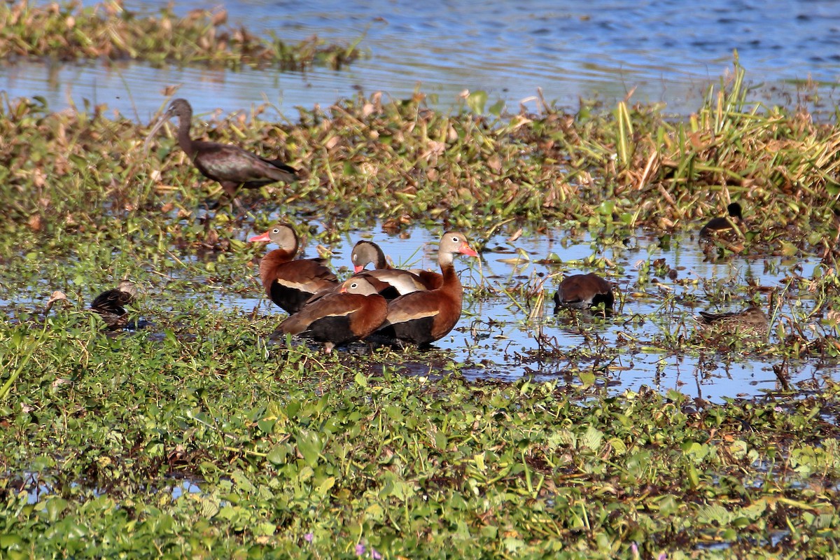 Black-bellied Whistling-Duck - ML642838773