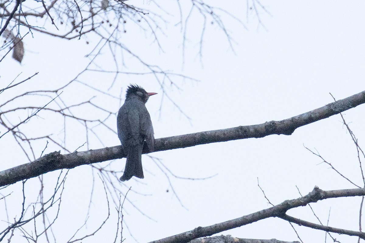 Black Bulbul - ML642838792