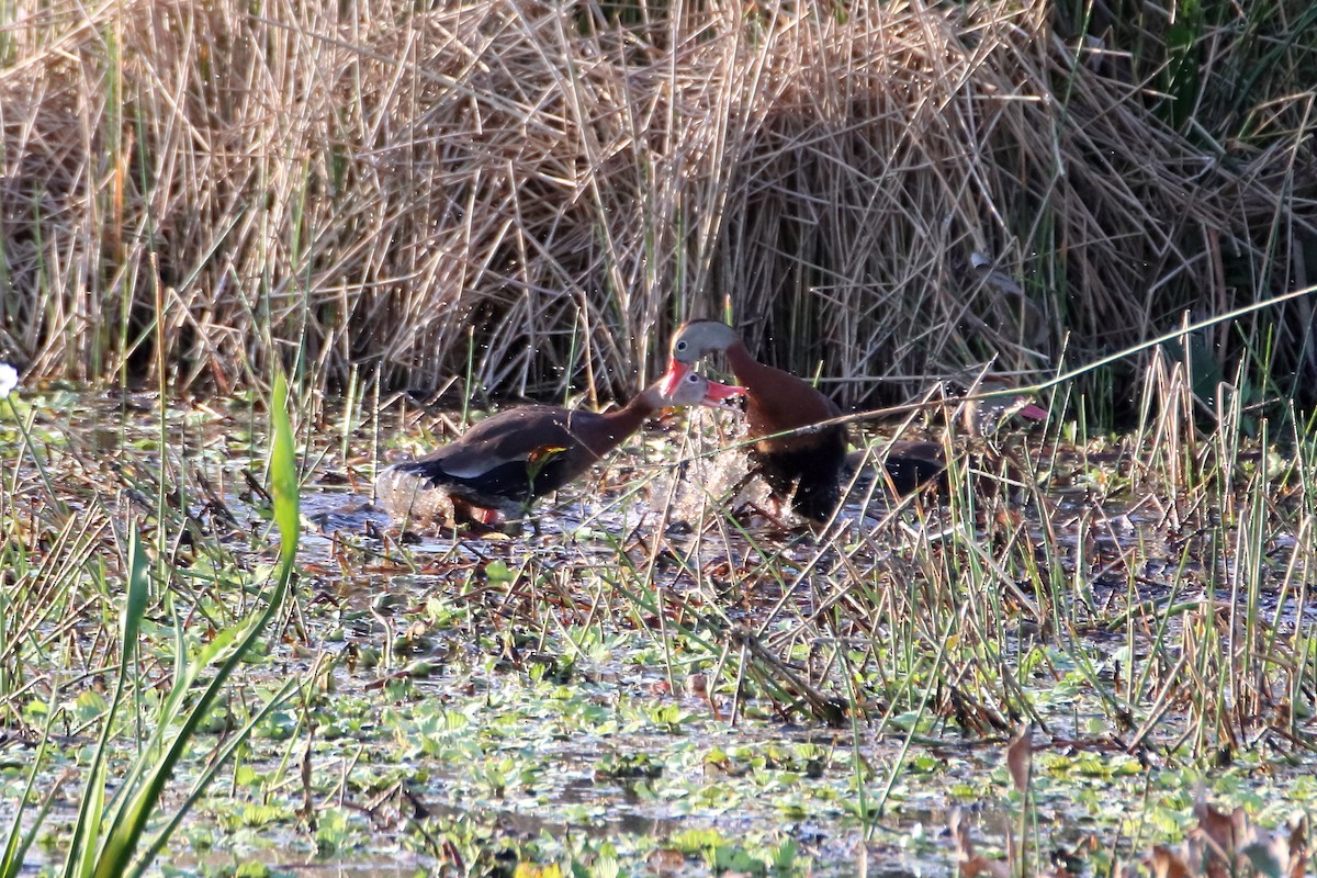 Black-bellied Whistling-Duck - ML642838793