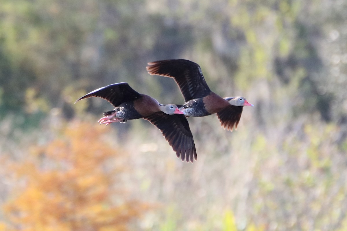 Black-bellied Whistling-Duck - ML642838799