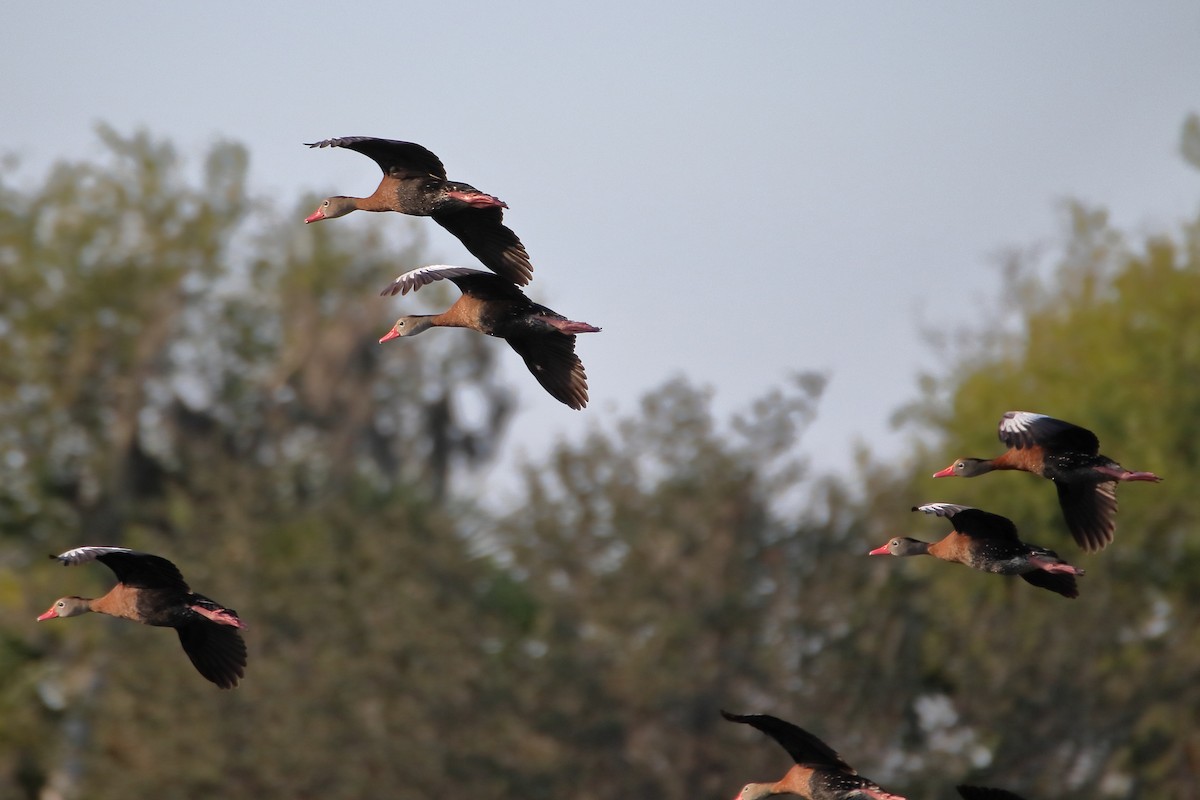 Black-bellied Whistling-Duck - ML642838801