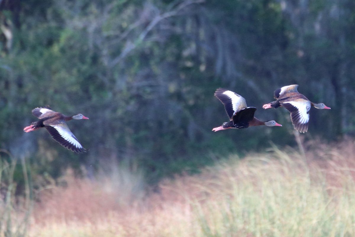 Black-bellied Whistling-Duck - ML642838802
