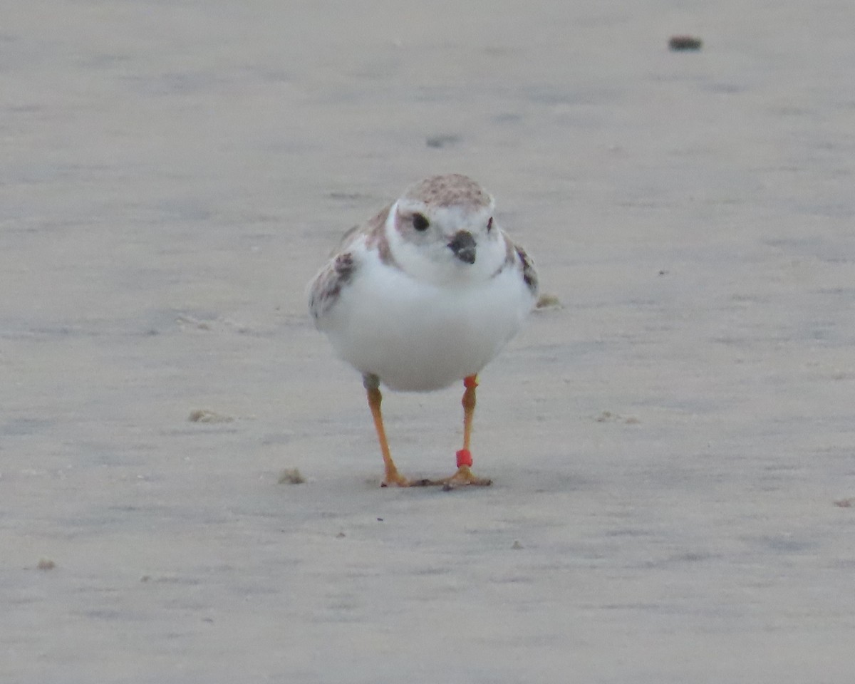 Piping Plover - ML642838803