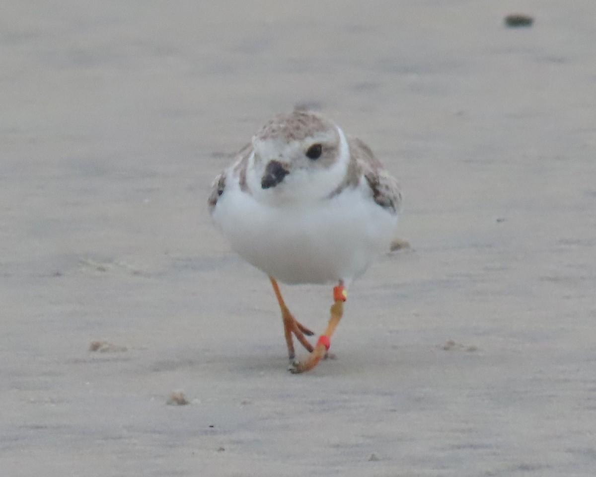 Piping Plover - ML642838804