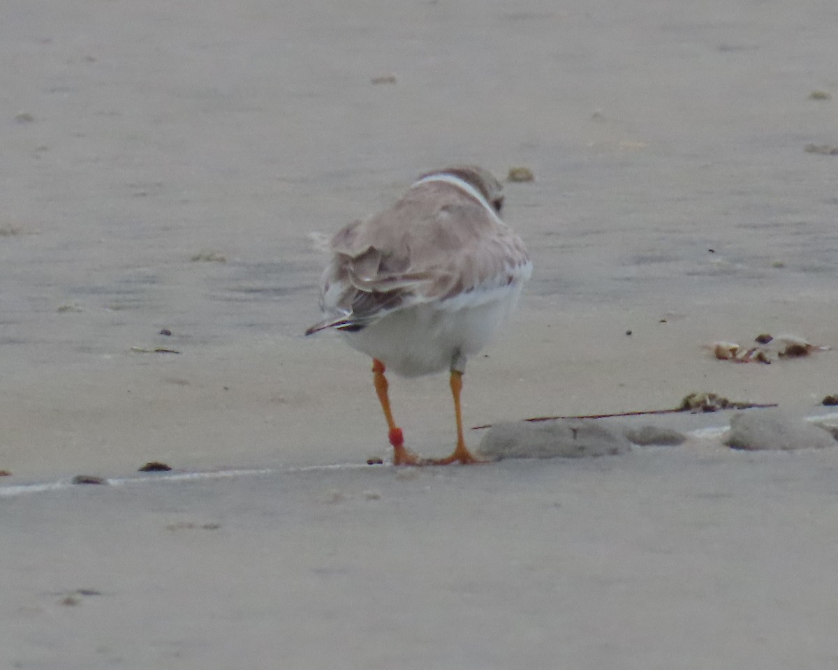 Piping Plover - ML642838805