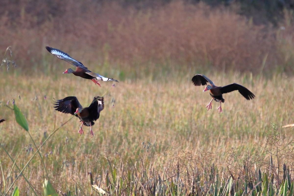 Black-bellied Whistling-Duck - ML642838808