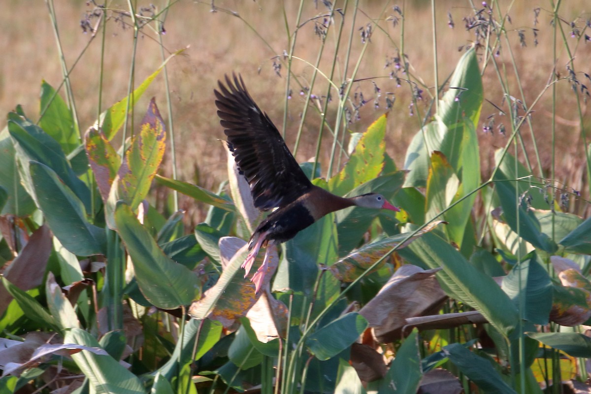 Black-bellied Whistling-Duck - ML642838809