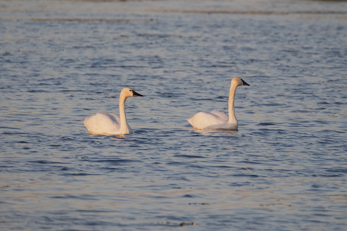 Cygne siffleur - ML642838811