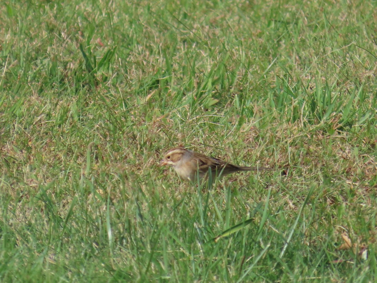 Clay-colored Sparrow - ML642838829