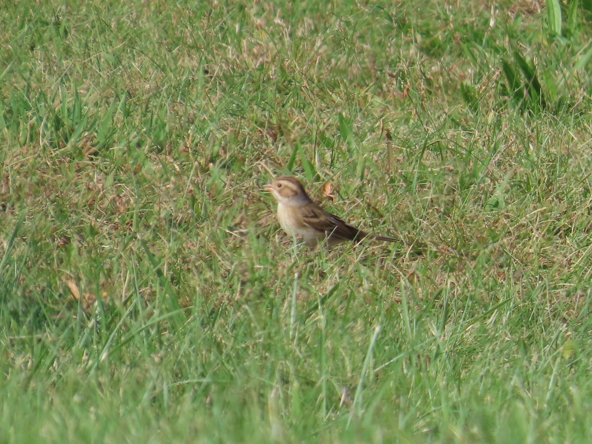 Clay-colored Sparrow - ML642838835