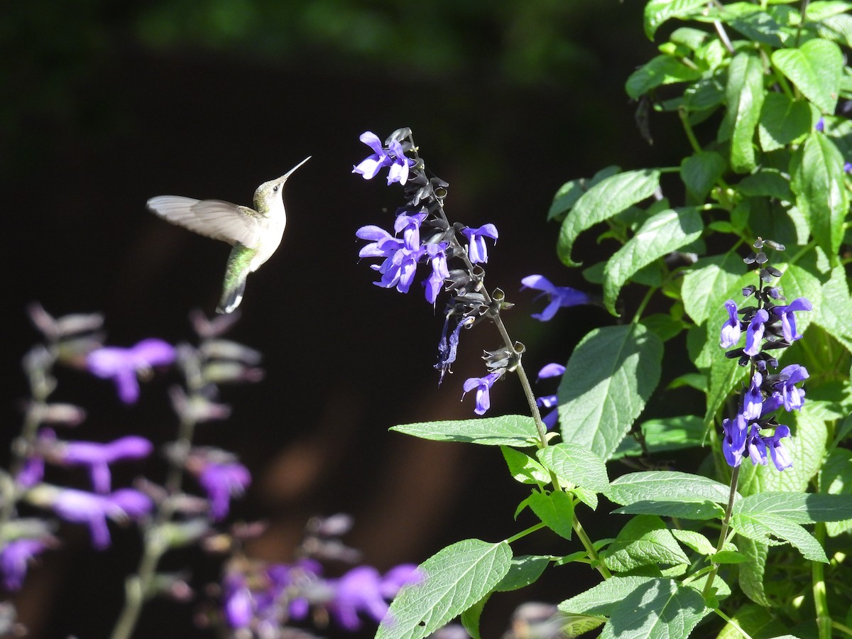 Ruby-throated Hummingbird - ML642838837