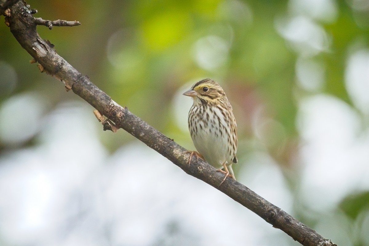 Savannah Sparrow - ML642838848