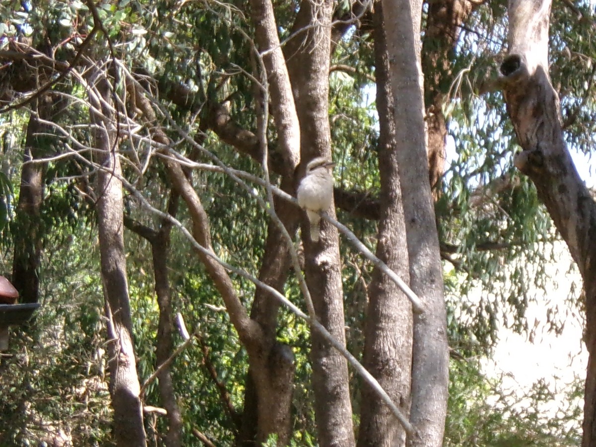 Laughing Kookaburra - ML642838849