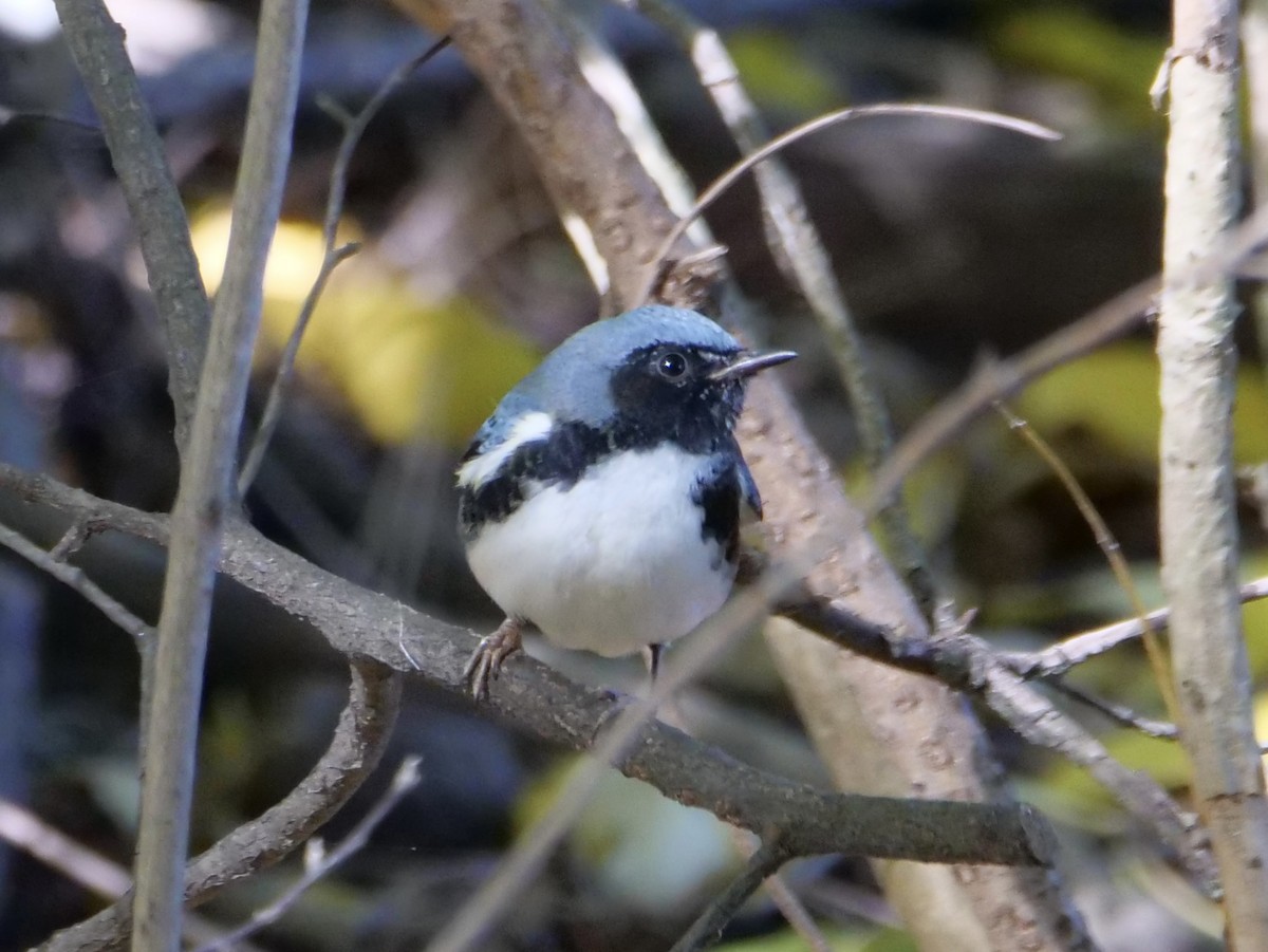 Black-throated Blue Warbler - ML642838857