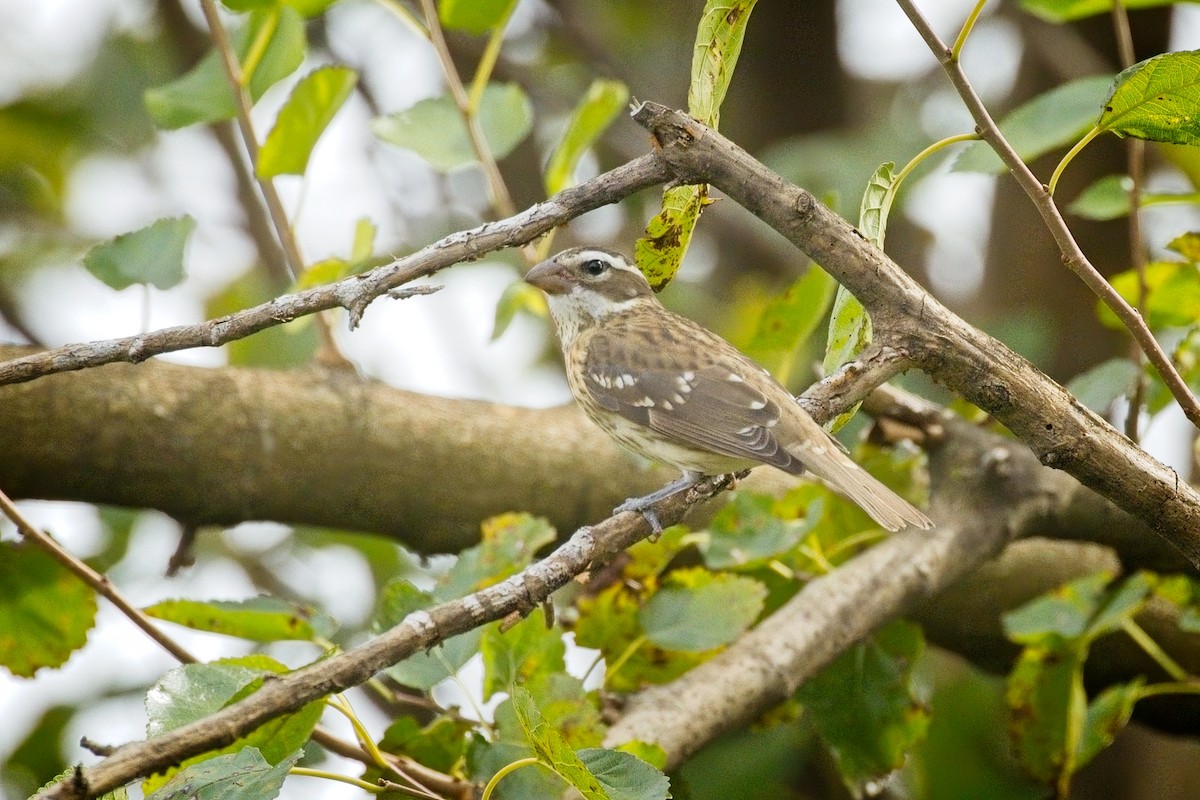 Rose-breasted Grosbeak - ML642838862