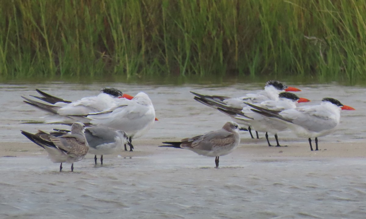 Caspian Tern - ML642838864