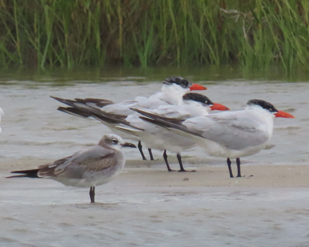 Caspian Tern - ML642838870
