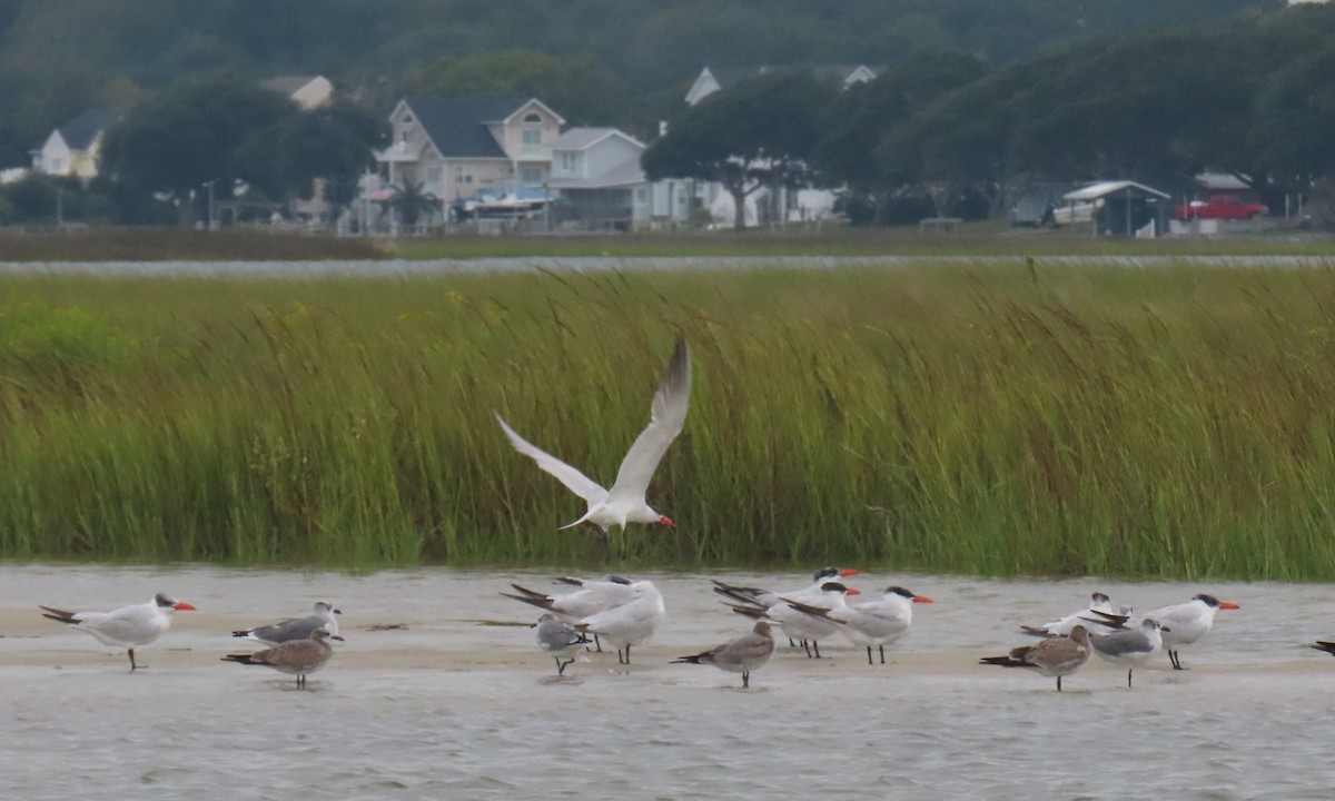 Caspian Tern - ML642838871
