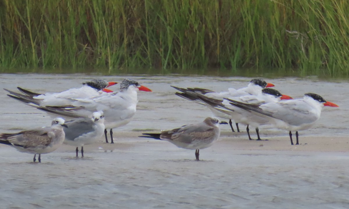 Caspian Tern - ML642838872