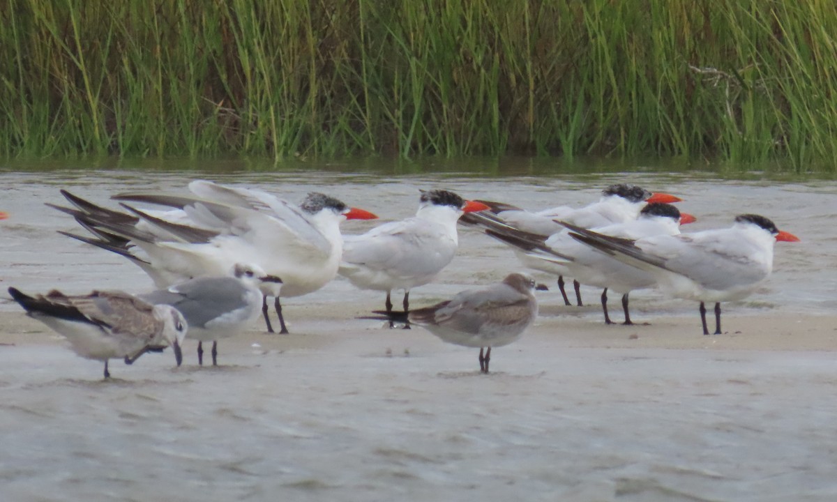 Caspian Tern - ML642838873
