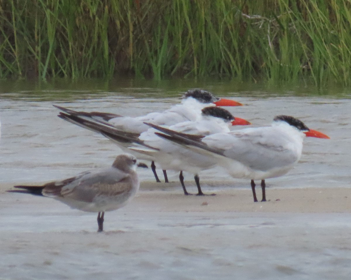 Caspian Tern - ML642838874