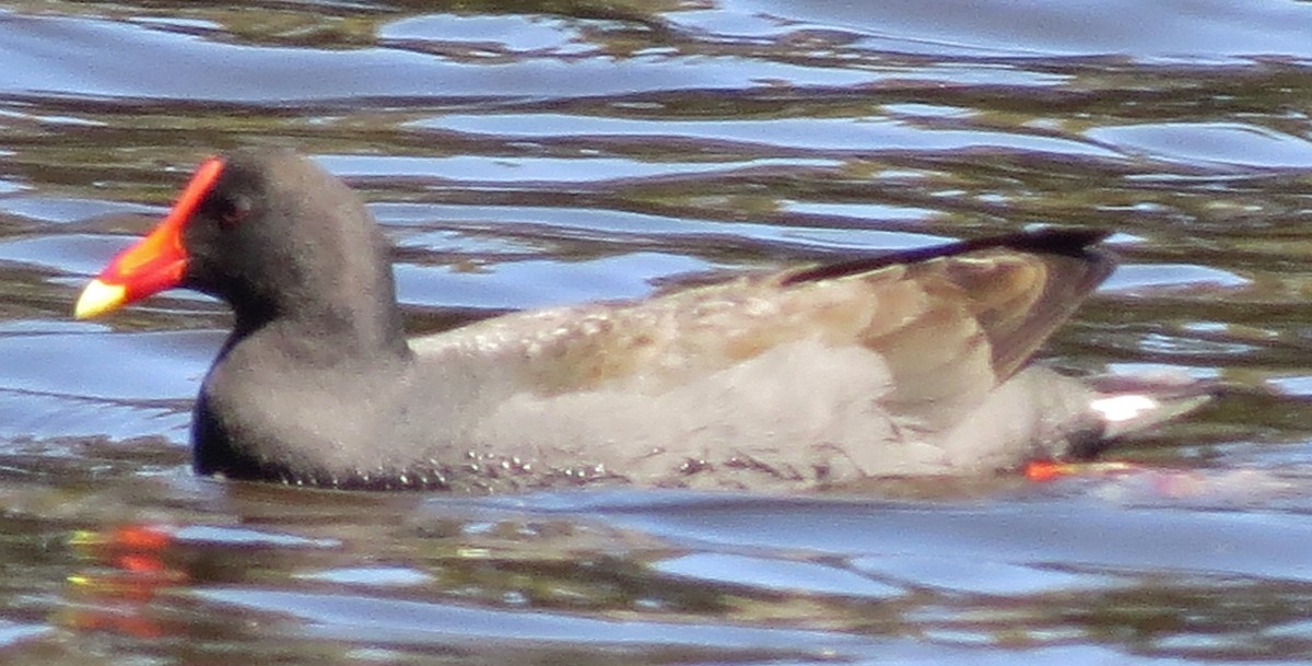 Dusky Moorhen - ML642838877