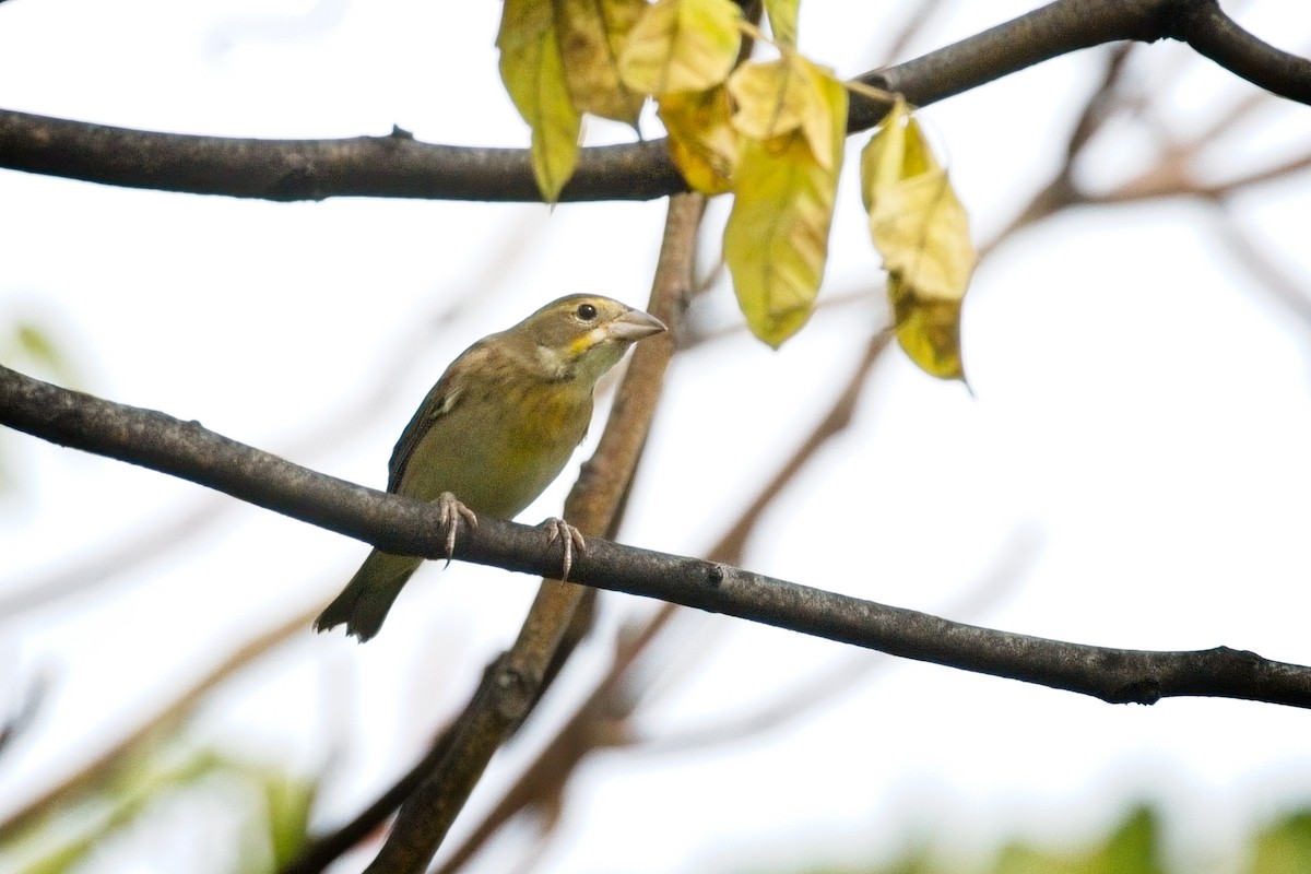 Dickcissel - ML642838878