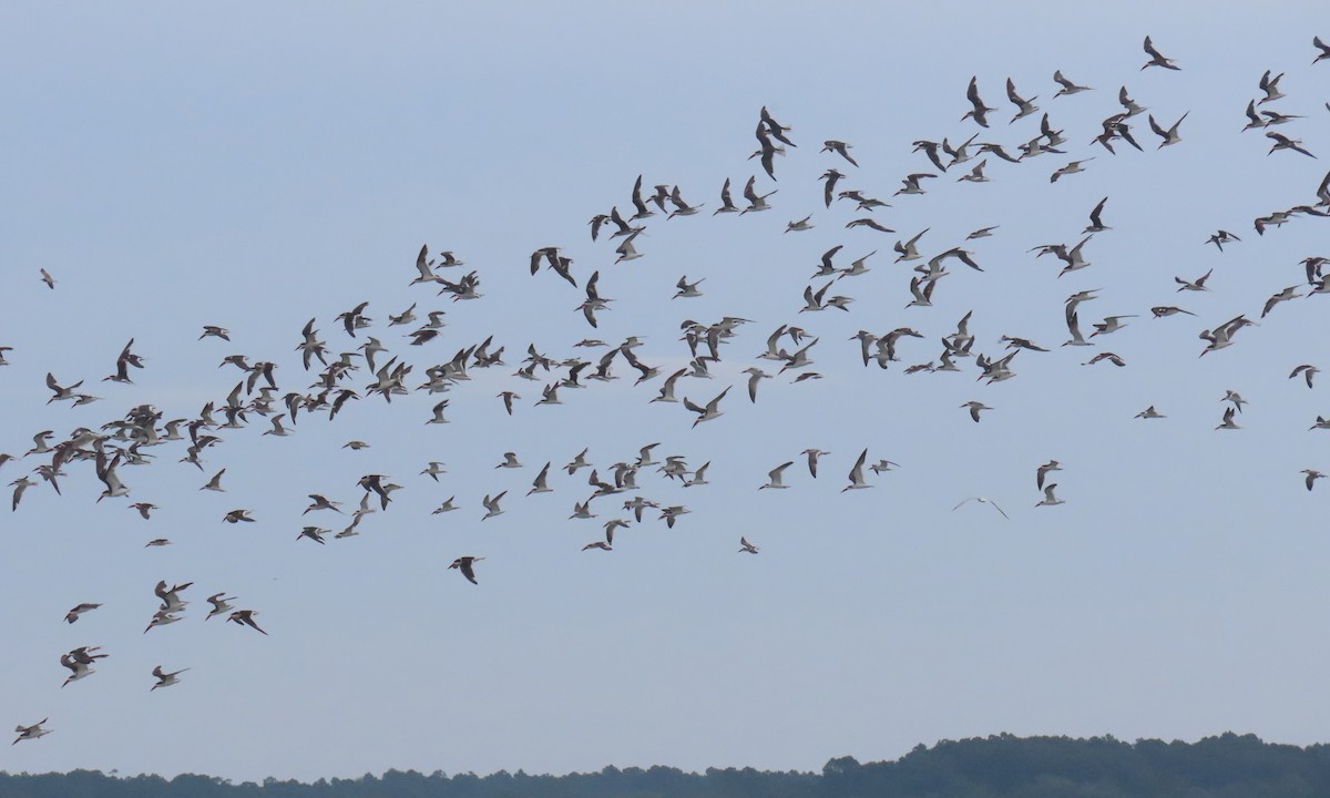 Black Skimmer - ML642838884