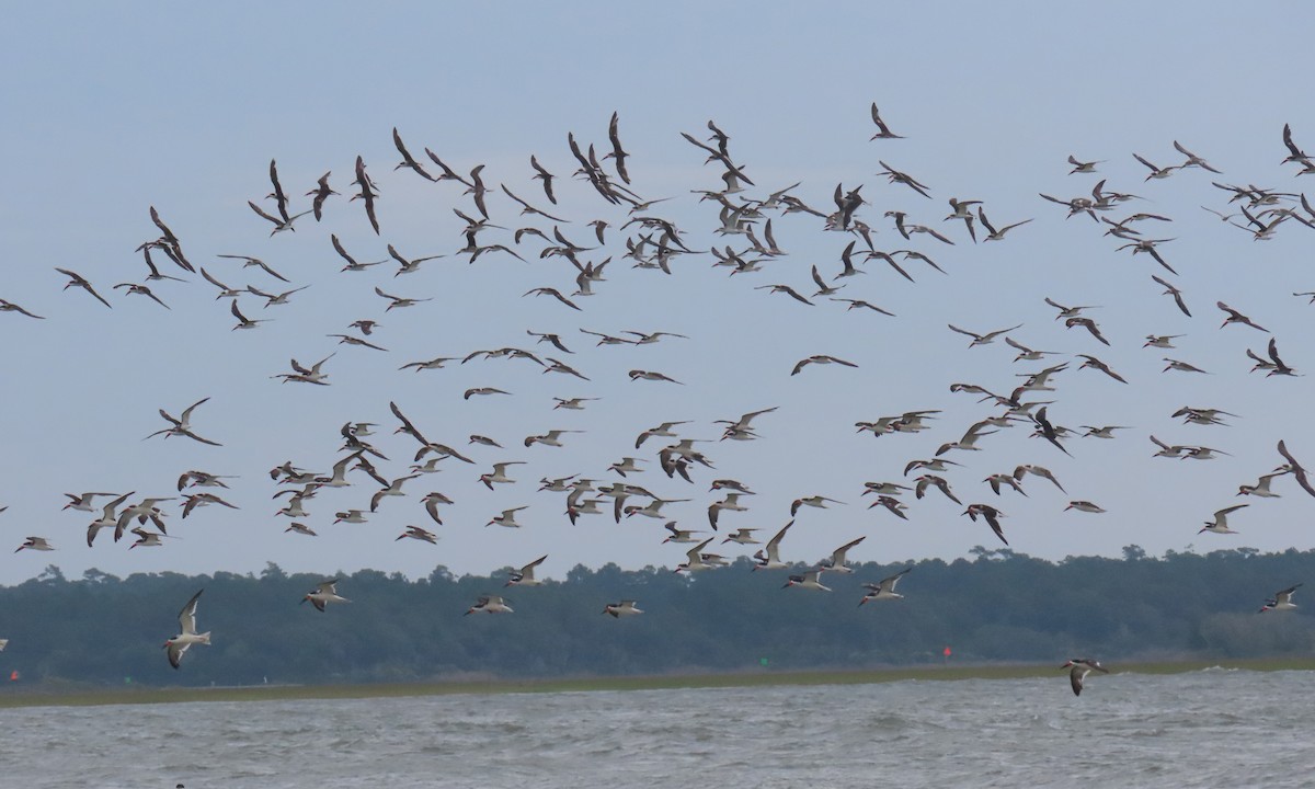 Black Skimmer - ML642838885