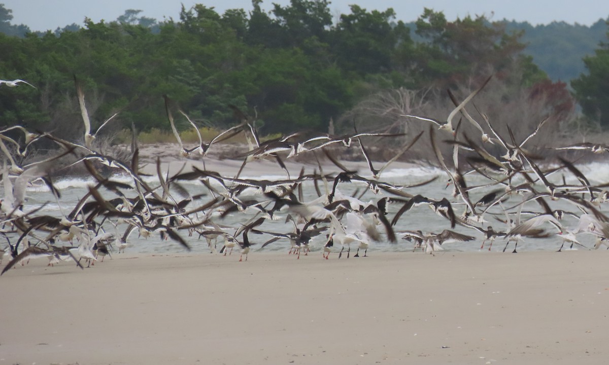 Black Skimmer - ML642838886