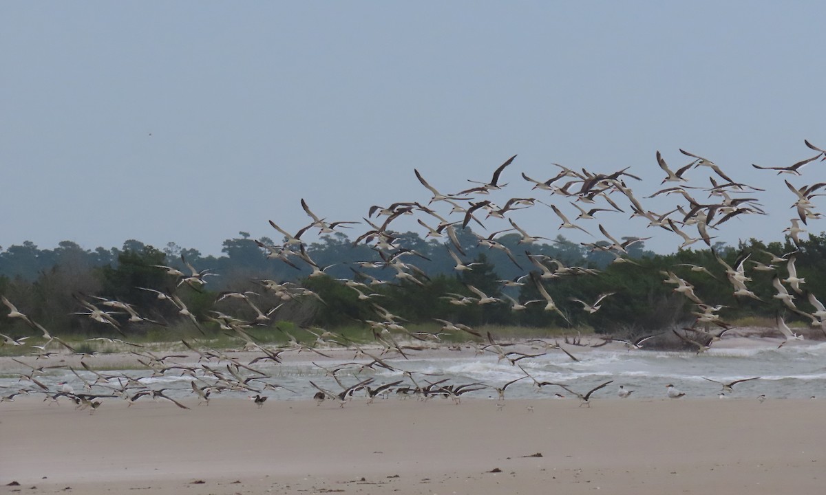 Black Skimmer - ML642838887