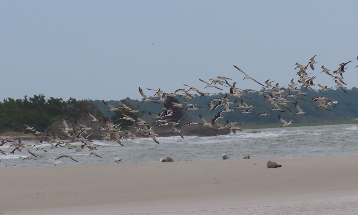 Black Skimmer - ML642838888