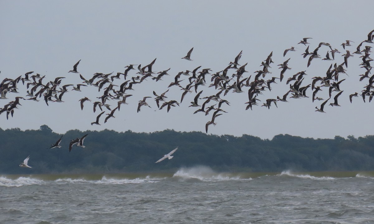 Black Skimmer - ML642838889