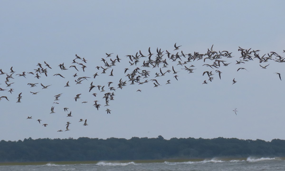 Black Skimmer - ML642838890