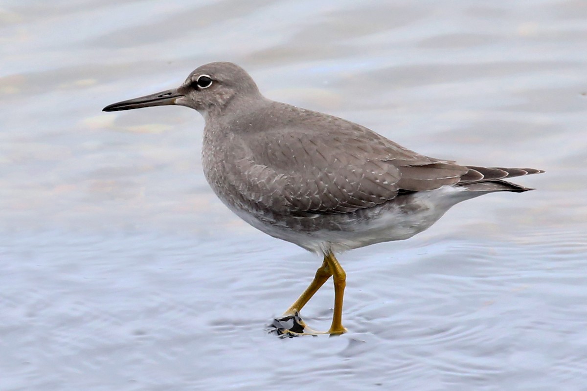 alaskavandresnipe - ML642838898