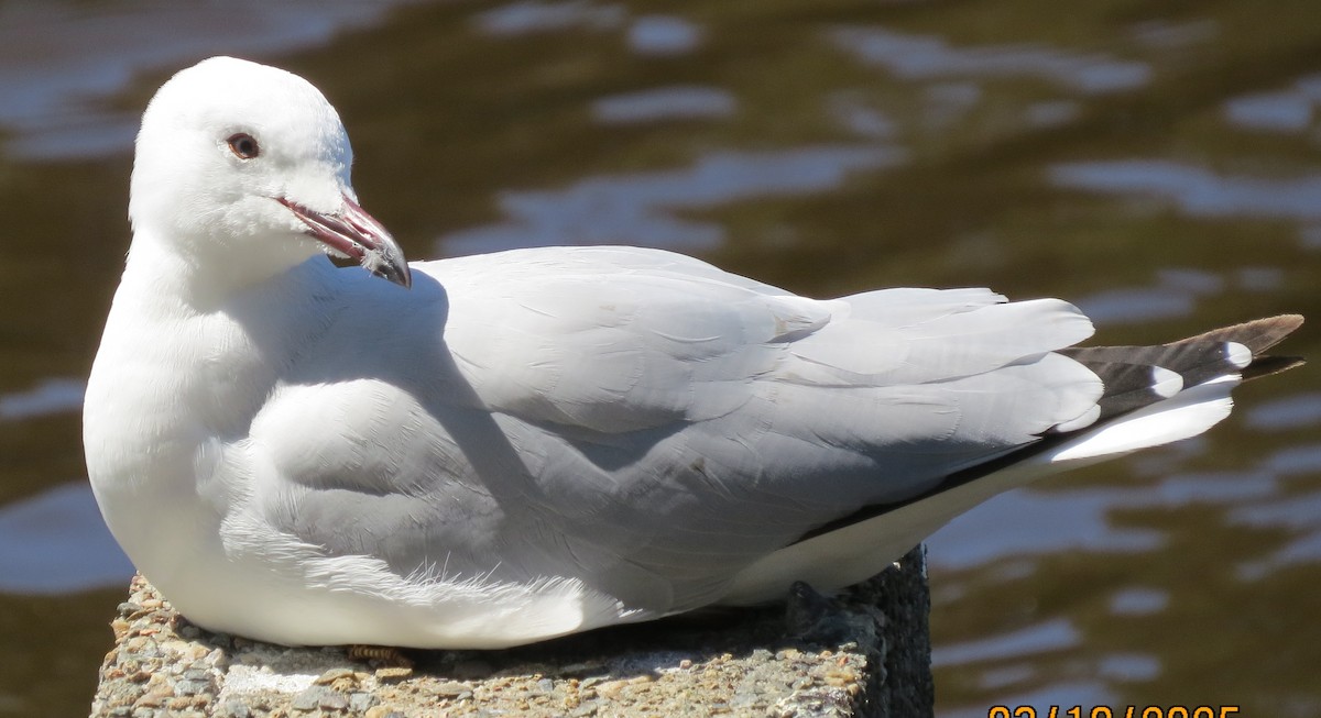 Silver Gull (Silver) - ML642838899