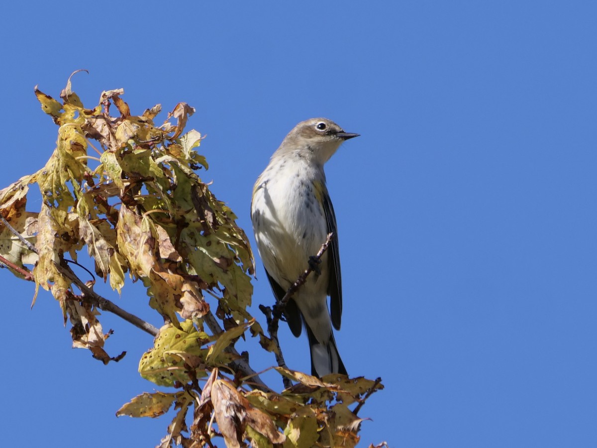 Yellow-rumped Warbler (Myrtle) - ML642838912