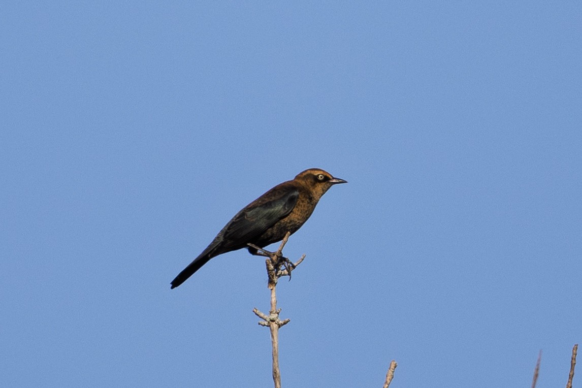Rusty Blackbird - ML642838914