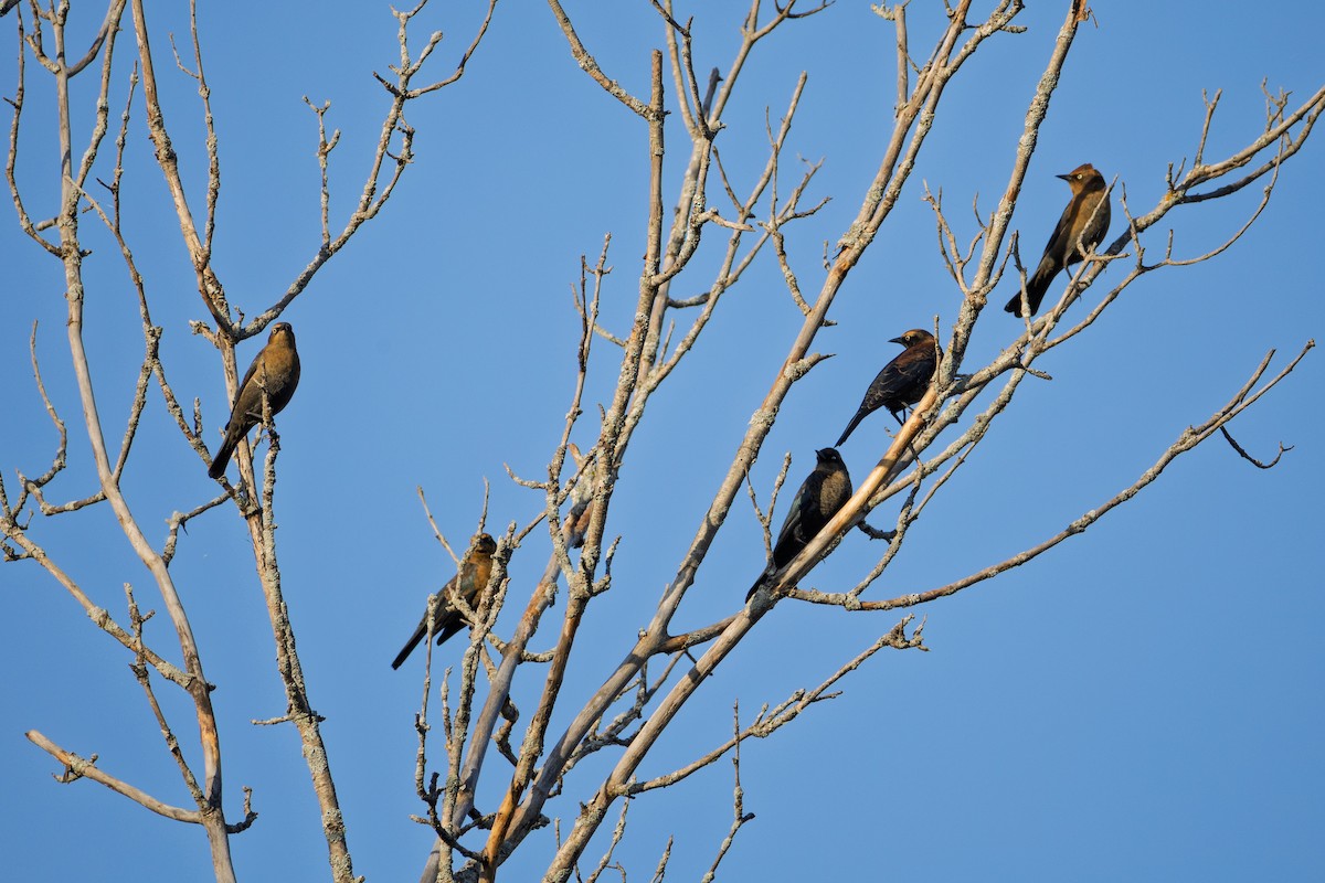 Rusty Blackbird - ML642838915